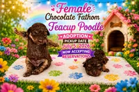 Chocolate girl, a female Poodle - Toy  for sale in Spartanburg, SC – 1 of 1
