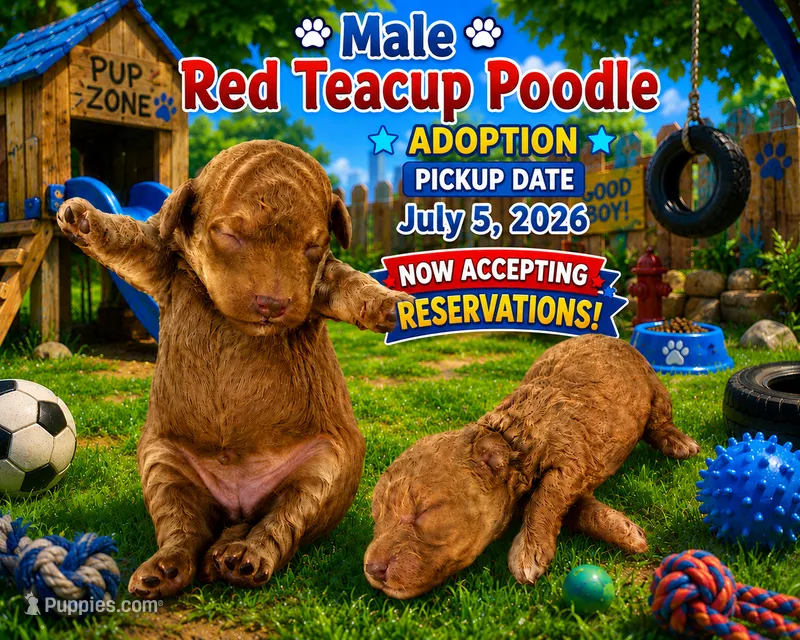 Red boy – Poodle - Toy  puppy for sale in Spartanburg, SC