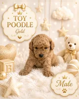Puppy 1 , a male Poodle - Toy  for sale in Spartanburg, SC – 5 of 7