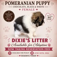 Tri colored , a female Pomeranian for sale in Spartanburg, SC – 1 of 1