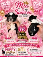 Black and white , a female Shih Tzu for sale in Spartanburg, SC – 1 of 1