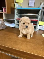 Gold man, a male Yorkipoo for sale in Spartanburg, SC – 3 of 3