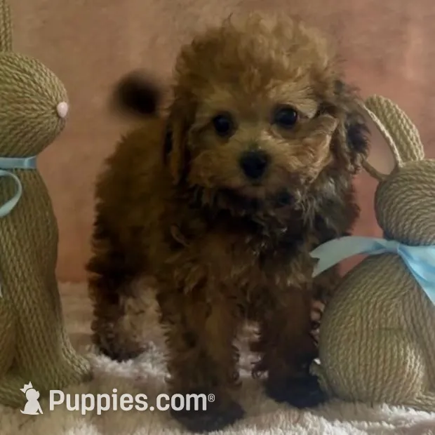 Red – Poodle - Toy  puppy for sale in Spartanburg, SC