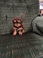Chocolate girl, a female Poodle - Toy  for sale in Spartanburg, SC – 5 of 6