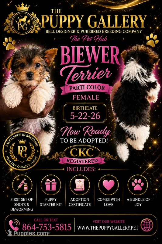 Party all the way – Yorkshire Terrier puppy for sale in Spartanburg, SC