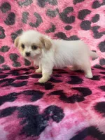 Shorkie 2, a female Shorkie for sale in Spartanburg, SC – 3 of 4