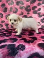 Shorkie 2, a female Shorkie for sale in Spartanburg, SC – 4 of 4