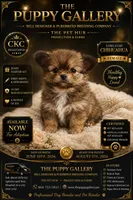 Chihuahua Brown, a female Chihuahua for sale in Spartanburg, SC – 1 of 1