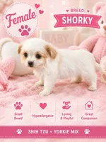 Shorkie 2, a female Shorkie for sale in Spartanburg, SC – 1 of 4