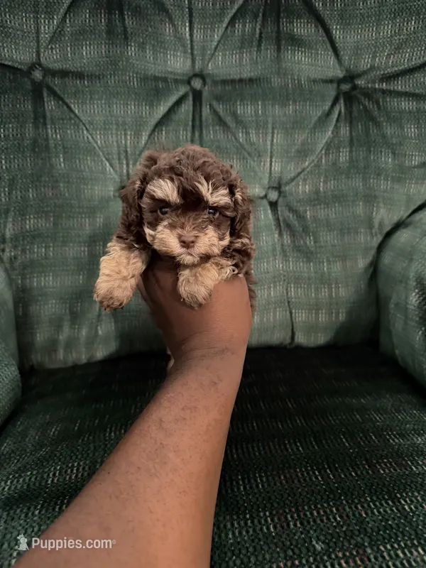 Chocolate girl – Poodle - Toy  puppy for sale in Spartanburg, SC