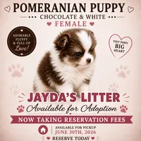 Chocolate and white, a female Pomeranian for sale in Spartanburg, SC – 1 of 1