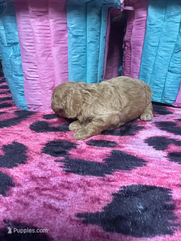 Puppy 1  – Poodle - Toy  puppy for sale in Spartanburg, SC