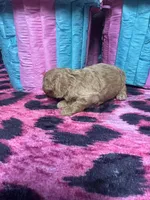 Puppy 1 , a male Poodle - Toy  for sale in Spartanburg, SC – Photo 1 of 4