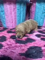 Puppy 1 , a male Poodle - Toy  for sale in Spartanburg, SC – Photo 4 of 4