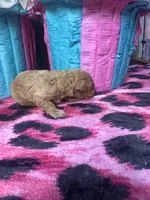 Puppy 1 , a male Poodle - Toy  for sale in Spartanburg, SC – Photo 3 of 4