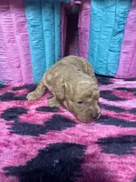 Puppy 1 , a male Poodle - Toy  for sale in Spartanburg, SC – Photo 2 of 4