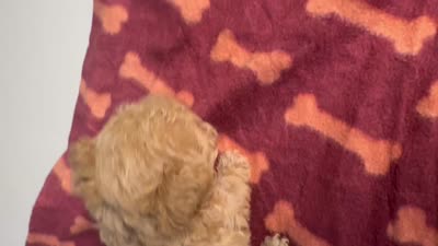 Puppy 3, a female Poodle - Toy  for sale in Spartanburg, SC – 10 of 10
