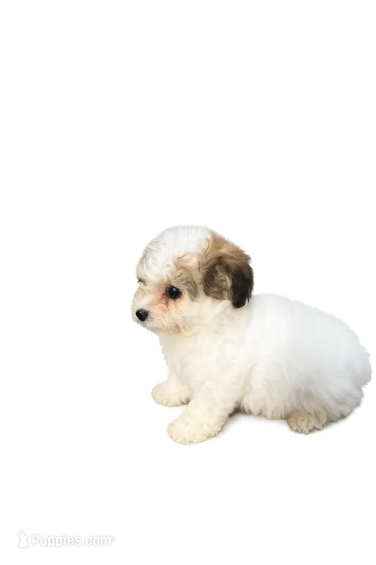 Snow – Yorkipoo puppy for sale in Spartanburg, SC