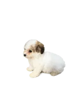 Snow, a female Yorkipoo for sale in Spartanburg, SC – 1 of 1