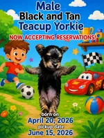 Tea cup 3, a male Yorkshire Terrier for sale in Spartanburg, SC – 1 of 1
