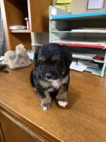 Sweetie , a female Yorkipoo for sale in Spartanburg, SC – 2 of 3