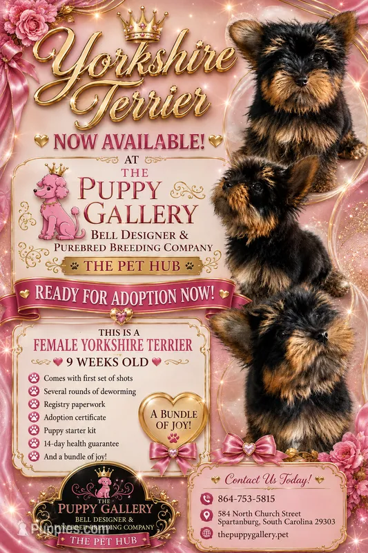 Sweetie  – Yorkshire Terrier puppy for sale in Spartanburg, SC