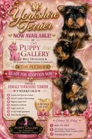 Sweetie , a female Yorkshire Terrier for sale in Spartanburg, SC – 1 of 1