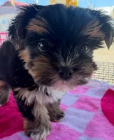 Sassy pants, a female Yorkshire Terrier for sale in Spartanburg, SC – Photo 1 of 3