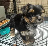 Sassy pants, a female Yorkshire Terrier for sale in Spartanburg, SC – Photo 3 of 3