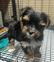 Sassy pants, a female Yorkshire Terrier for sale in Spartanburg, SC – Photo 2 of 3