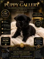 Chihuahua black male, a male Chihuahua for sale in Spartanburg, SC – 1 of 1