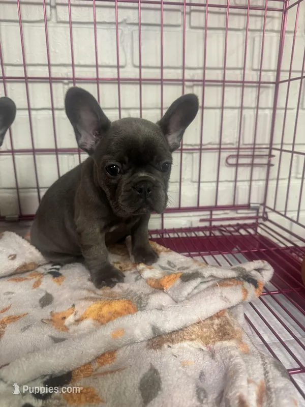 French bulldog girl – French Bulldog puppy for sale in Spartanburg, SC