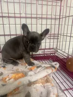 French bulldog girl, a male French Bulldog for sale in Spartanburg, SC – 3 of 3