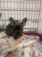 French bulldog girl, a male French Bulldog for sale in Spartanburg, SC – 2 of 3
