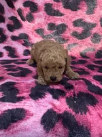 Puppy 1 , a male Poodle - Toy  for sale in Spartanburg, SC – 7 of 7