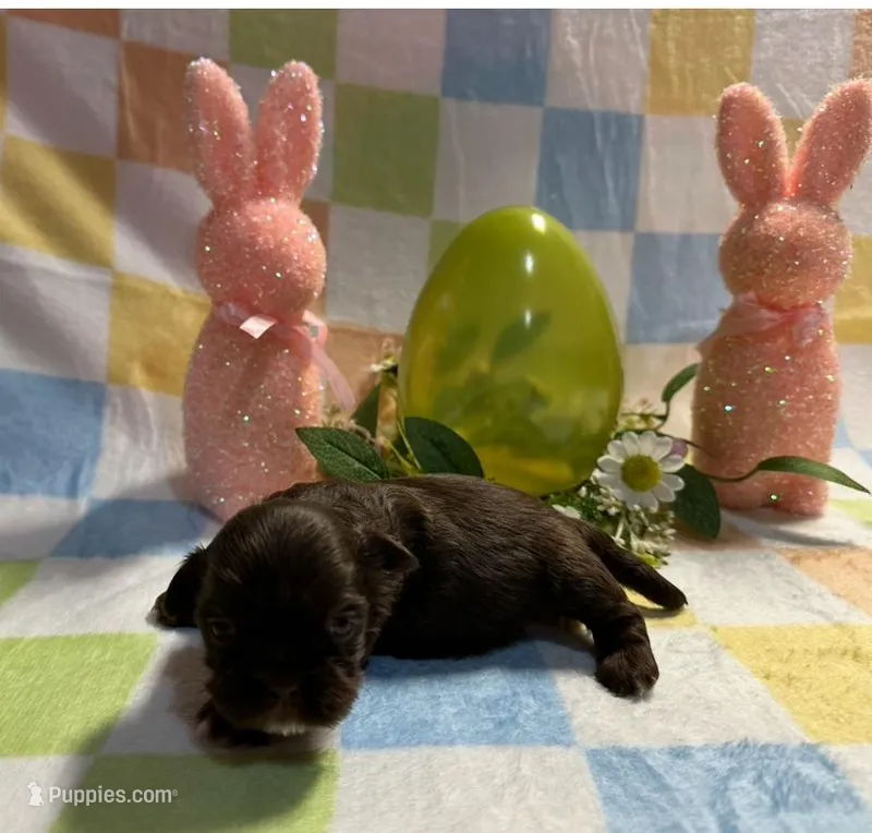 Chocolate and white – Shih Tzu puppy for sale in Spartanburg, SC