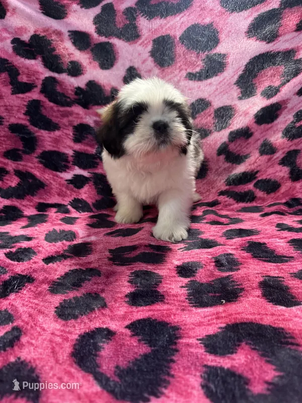 Dark chocolate and white boy – Shih Tzu puppy for sale in Spartanburg, SC