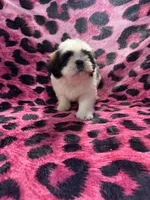Dark chocolate and white boy, a male Shih Tzu for sale in Spartanburg, SC – Photo 1 of 2