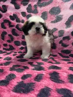 Dark chocolate and white boy, a male Shih Tzu for sale in Spartanburg, SC – Photo 2 of 2