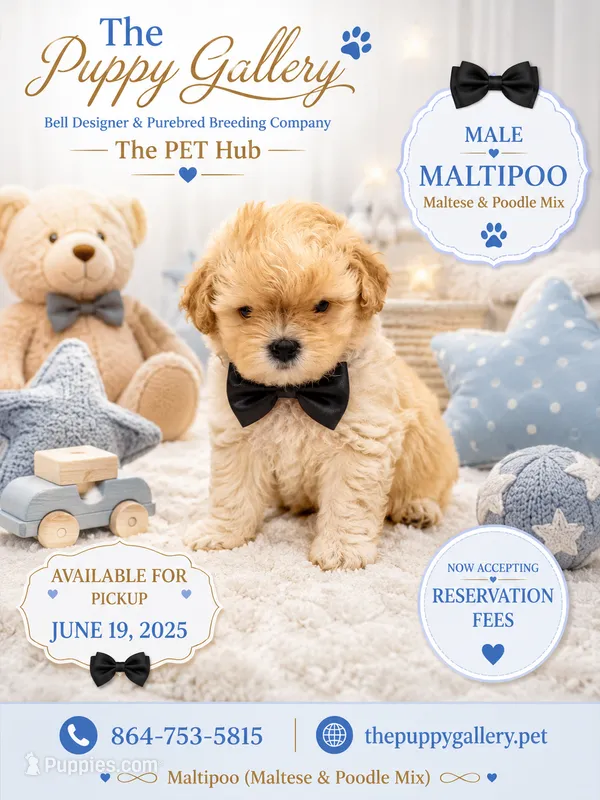 Maltipoo #4 – Maltipoo puppy for sale in Spartanburg, SC