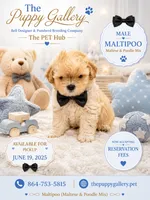 Maltipoo #4, a male Maltipoo for sale in Spartanburg, SC – 1 of 1
