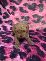 Puppy 1 , a male Poodle - Toy  for sale in Spartanburg, SC – 6 of 7