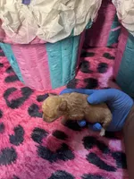 Puppy 3, a female Poodle - Toy  for sale in Spartanburg, SC – Photo 3 of 6