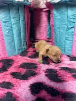 Puppy 3, a female Poodle - Toy  for sale in Spartanburg, SC – Photo 4 of 6