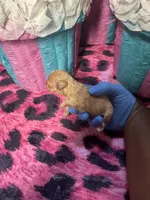 Puppy 3, a female Poodle - Toy  for sale in Spartanburg, SC – Photo 2 of 6