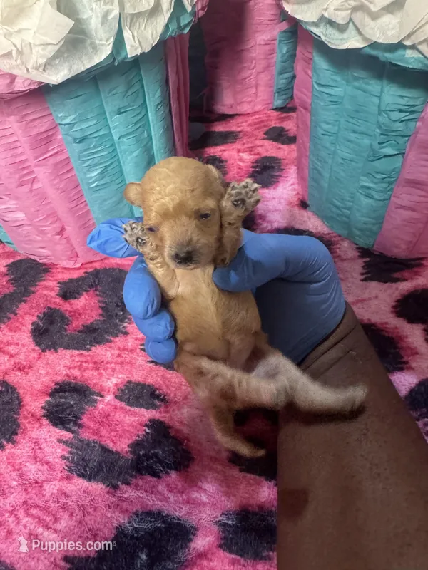 Puppy 3 – Poodle - Toy  puppy for sale in Spartanburg, SC