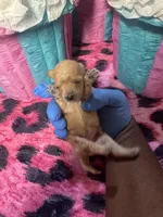 Puppy 3, a female Poodle - Toy  for sale in Spartanburg, SC – Photo 1 of 6