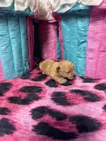 Puppy 3, a female Poodle - Toy  for sale in Spartanburg, SC – Photo 5 of 6