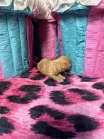 Puppy 3, a female Poodle - Toy  for sale in Spartanburg, SC – Photo 6 of 6