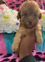 Tim, a male Shihpoo for sale in Spartanburg, SC – Photo 2 of 2